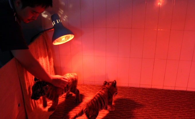 Những hôm trời se lạnh, đặc biệt vào đêm khuya, hổ con được sưởi ấm bằng hệ thống đèn sưởi.