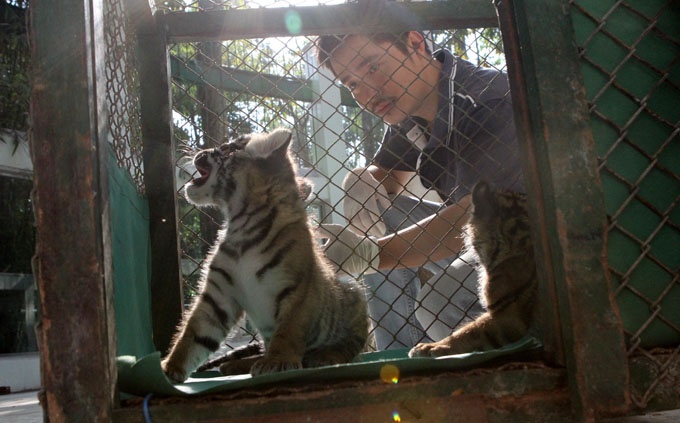 Đội ngũ bác sĩ thú y của Thảo cầm viên được ví như mẹ nuôi hai bé hổ con này. Họ chăm sóc hai hổ con chẳng khác nào những người mẹ chăm con mới sinh trong suốt 24/24 giờ. Chính vì điều kiện chăm sóc đặc biệt nên ngay cả nhân viên tại Thảo cầm viên không phải ai cũng được tiếp cận, và chúng tôi là một trong những người may mắn được phép theo sát những mẹ nuôi của hổ để thực hiện phóng sự ảnh này. Mỗi buổi sáng hổ con (cách ly mẹ) được cho tắm nắng. Trong ảnh: bác sĩ thú y Nguyễn Bá Phú cho hổ con vào lồng tắm nắng.