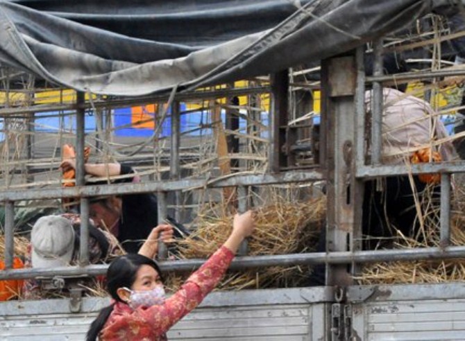 Đáng chú ý, việc tình trạng ùn ứ xe chở dưa hấu và thương lái Trung Quốc ép giá trả lại dưa xấu đã tạo điều kiện cho một số người kiếm tiền từ việc hôi dưa tại khu vực xe bị ùn ứ trước cửa khẩu Tân Thanh.