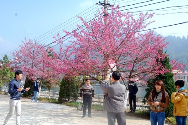 Sa Pa mua hoa anh dao hinh anh