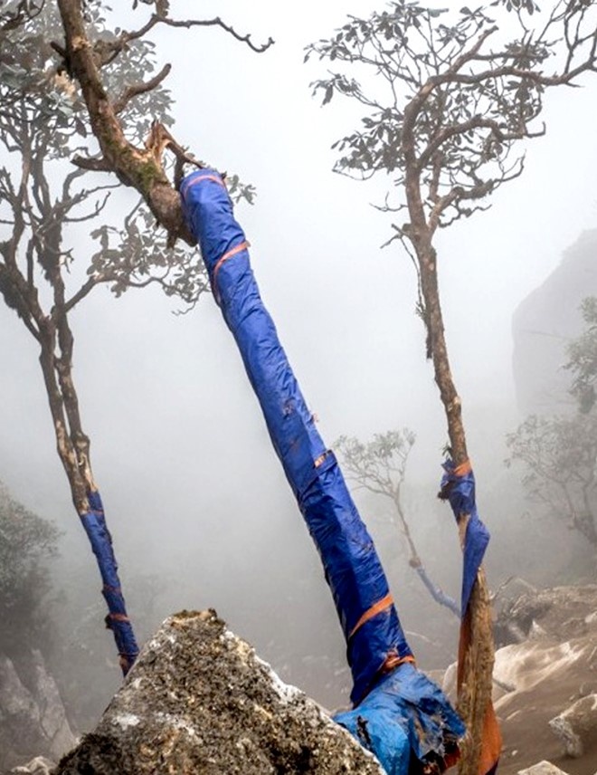 Những cây đỗ quyên may mắn sống sót được