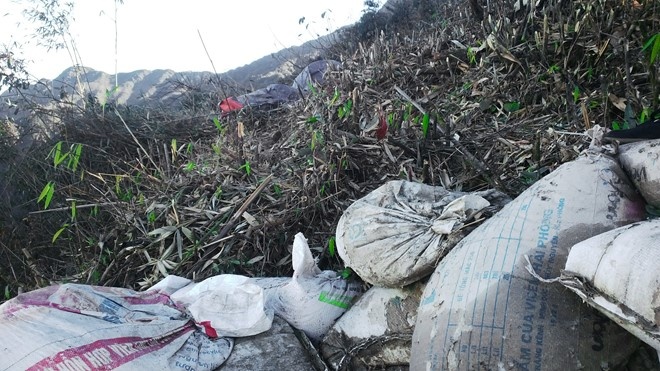 Cây trúc ở độ cao 2.600 - 3.100m bị đơn vị thi công chặt hạ để phục vụ cho quá trình xây dựng cáp treo và đường điện lên Fansipan.