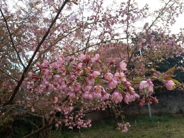 Ngap tran sac hoa dau Xuan tren cao nguyen Moc Chau hinh anh