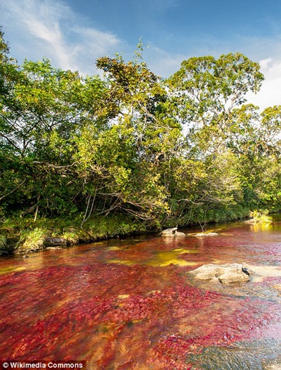 Để tới được Caño Cristales không phải chuyện dễ. Du khách sẽ phải bay vào La Macarena, sau đó di chuyển đến công viên quốc gia Serrania de la Macarena. Từ đây, du khách sẽ bắt đầu hành trình tới Caño Cristales bằng cách đi bộ hoặc cưỡi ngựa.