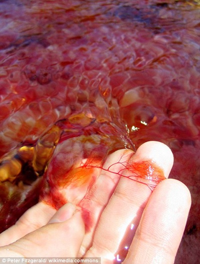 Dòng nước chuyển màu nhờ một loại cây thủy sinh có tên Macarenia Clavigera, loài đặc hữu của Sierra de la Macarena - một rặng núi nằm ở phía Nam thủ đô Bogota.