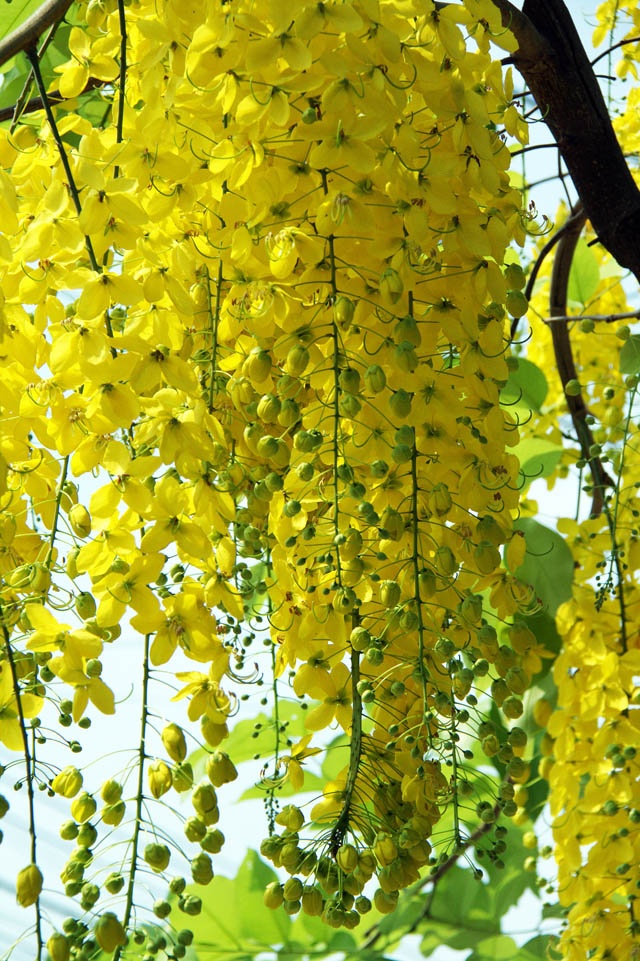 Loài hoa vàng rực này còn có cái nhiều tên kiêu sa là muồng hoàng yến, Osaka, muồng hoàng hậu, bò cạp nước, lồng đèn, lan miên, mai dây, mai nở muộn…
