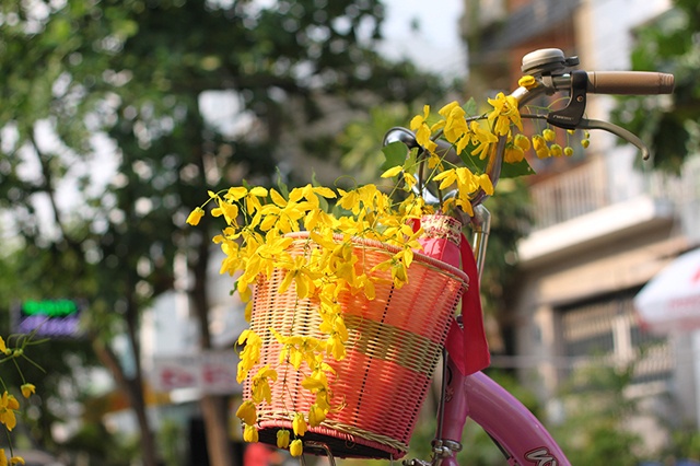 Ở Sài Gòn, bò cạp vàng có nhiều ở đường Đàm Thuận Huy, Tân Hương, Lê Lư (Q.Tân Phú), đường Cao Lỗ (Q.8), những con đường nhỏ quanh trường đại học Công nghệ Sài Gòn (Q.8)...