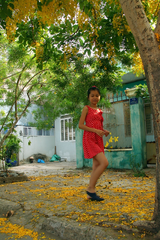 Bò cạp vàng còn được gọi là hoa xuân muộn.