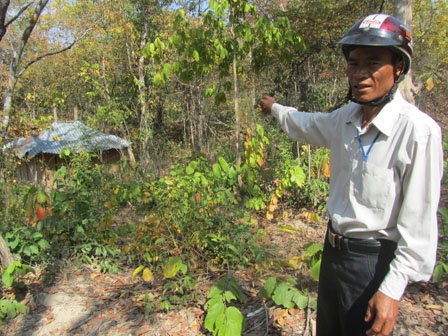 Không ít các hiện tượng bí ẩn xuất hiện khiến nhiều người cho rằng nguồn gốc có từ 'rừng ma'