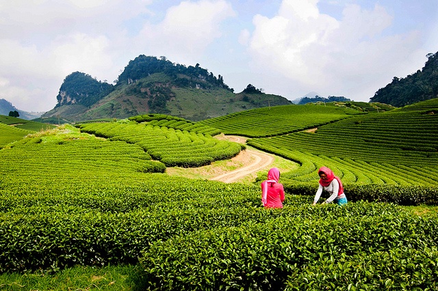 Thang 4 phuot Moc Chau hai dao, ngam doi che xanh muot hinh anh