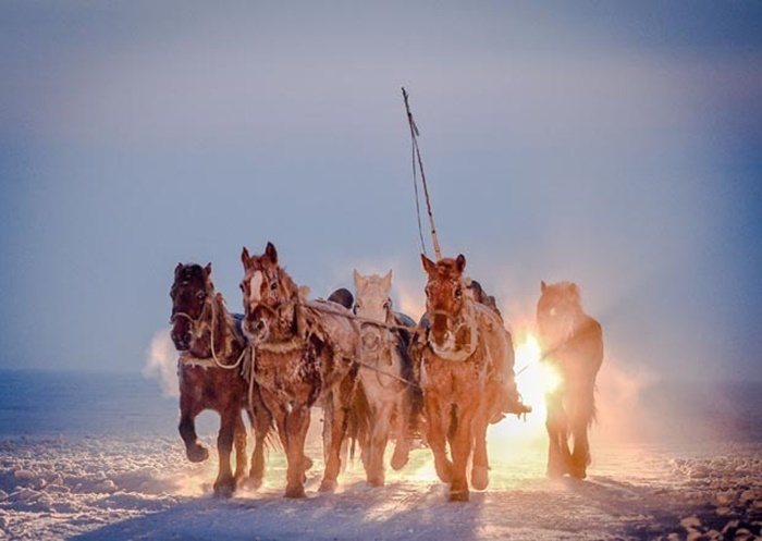 Xe ngựa kéo chở ngư dân và dụng cụ của họ.