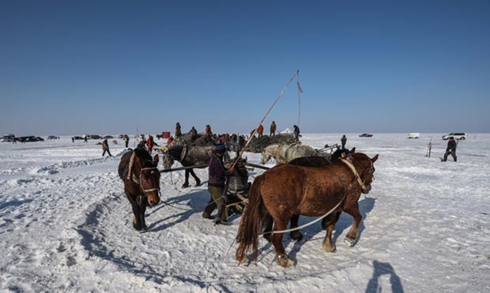 Đàn ngựa kéo lưới.