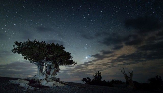 Cây thông Bristlecone nằm ở công viên quốc gia Great Basin, một trong những địa điểm ngắm sao đẹp nhất nước Mỹ.