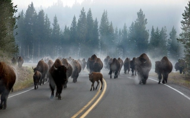 Đàn bò rừng trong công viên quốc gia Yellowstone. Ảnh: Cameron Parick.