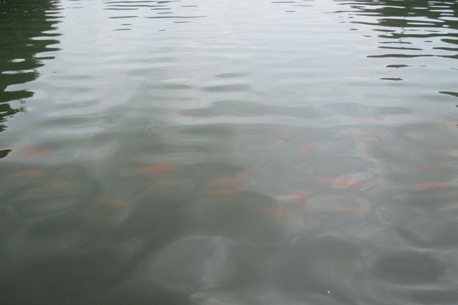 Rất nhiều cá vàng quanh bến khiến du khách vô cùng thích thú.