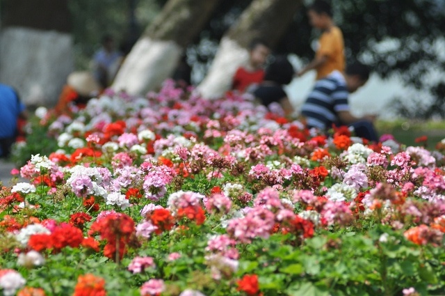 Những luống hoa tươi cũng được chăm sóc nở lung linh trong ngày 30/4.