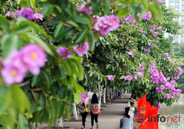 Hoa bang lang tim ngop duong pho Ha Noi hinh anh