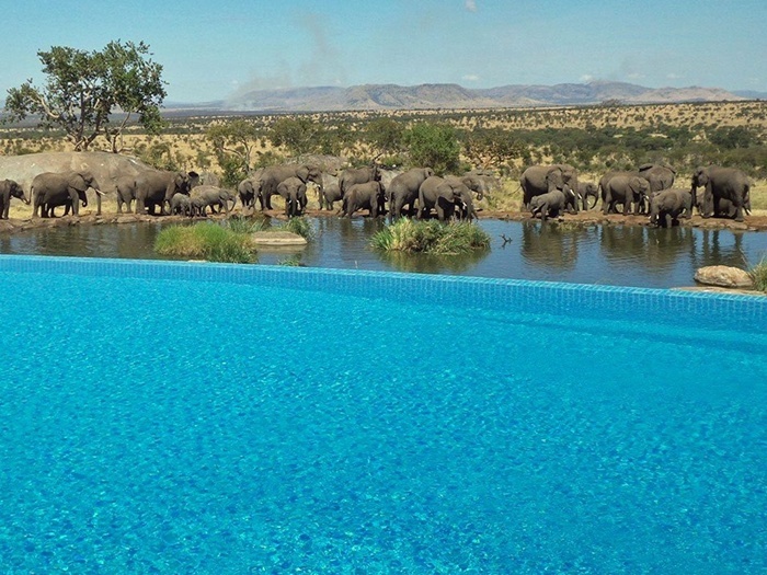 Bể bơi bốn mùa Safari Lodge Serengeti ở Tanzania là nơi bạn có thể vừa bơi vừa xem những chú voi cũng đang tắm táp tại ngay hố nước cạnh đó.