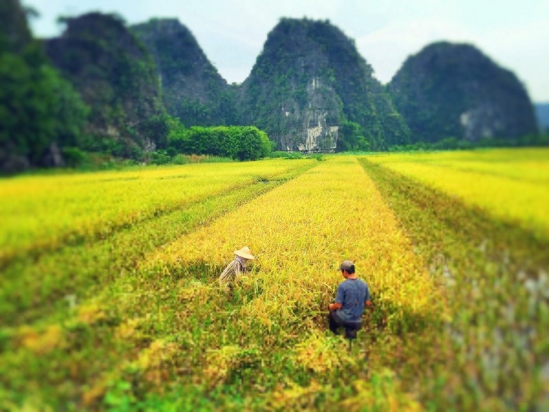 Mua vang o Tam Coc hinh anh