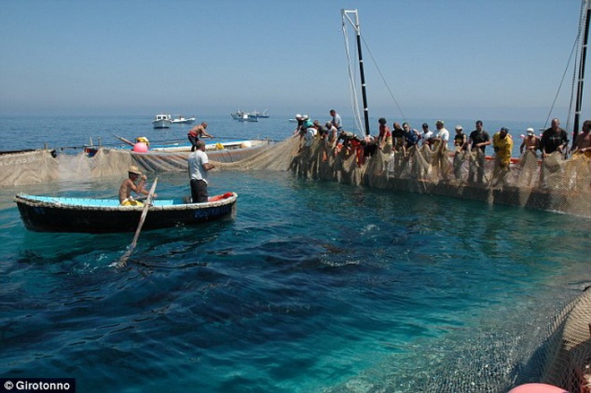 Nhiều tổ chức bảo vệ động vật đã lên tiếng phản đối nghi lễ này.
