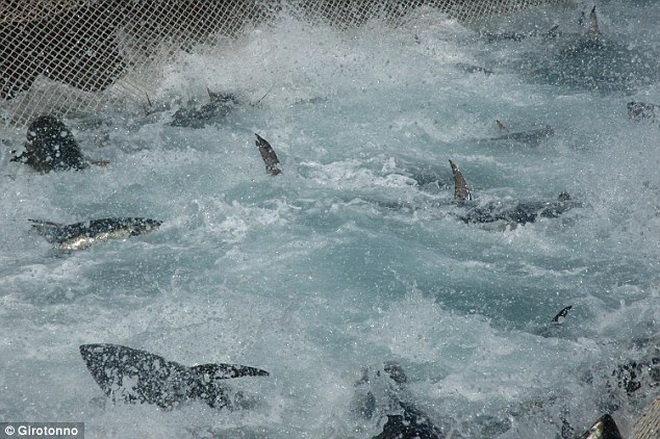 Thịt cá ngừ sau đó được làm sạch, đóng hộp hoặc bán ngay tại chỗ.