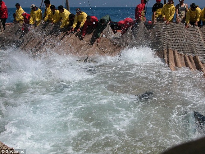 Hành động giết cá ngừ được cho là khá man rợ.