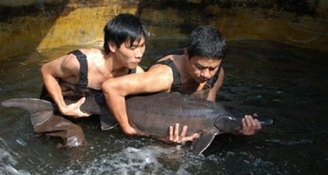Ca tam Sa Pa - Dai dien dau tien cua am thuc du lich Viet hinh anh