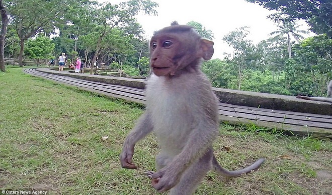 Chú khỉ rất hiếu động.