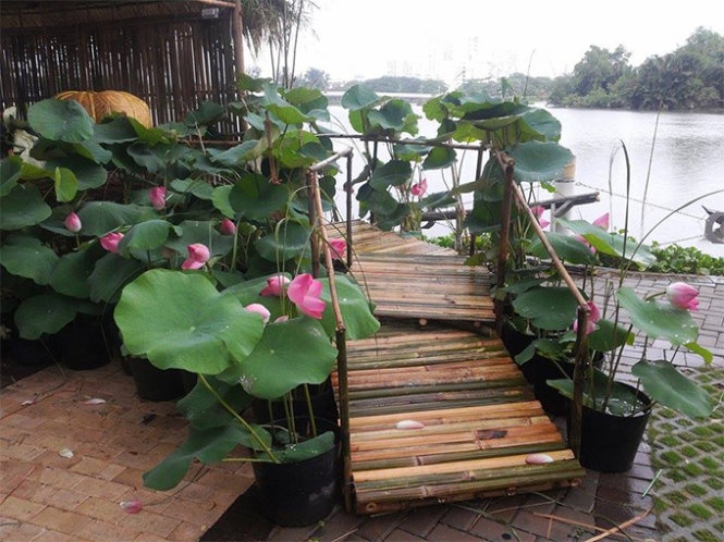 Le hoi Sen tai hien khong gian yen binh vung Nam bo hinh anh