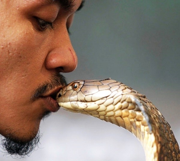 Bo toc an, ngu, o cung... ran doc hinh anh