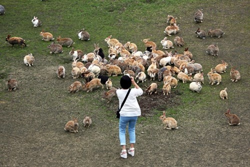 Cận cảnh 'vương quốc thỏ' siêu dễ thương ngoài khơi Nhật Bản - ảnh 3