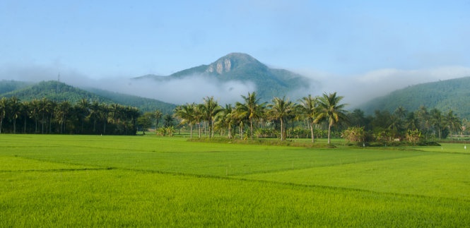 Phu Yen dau chi 'hoa vang voi co xanh' hinh anh