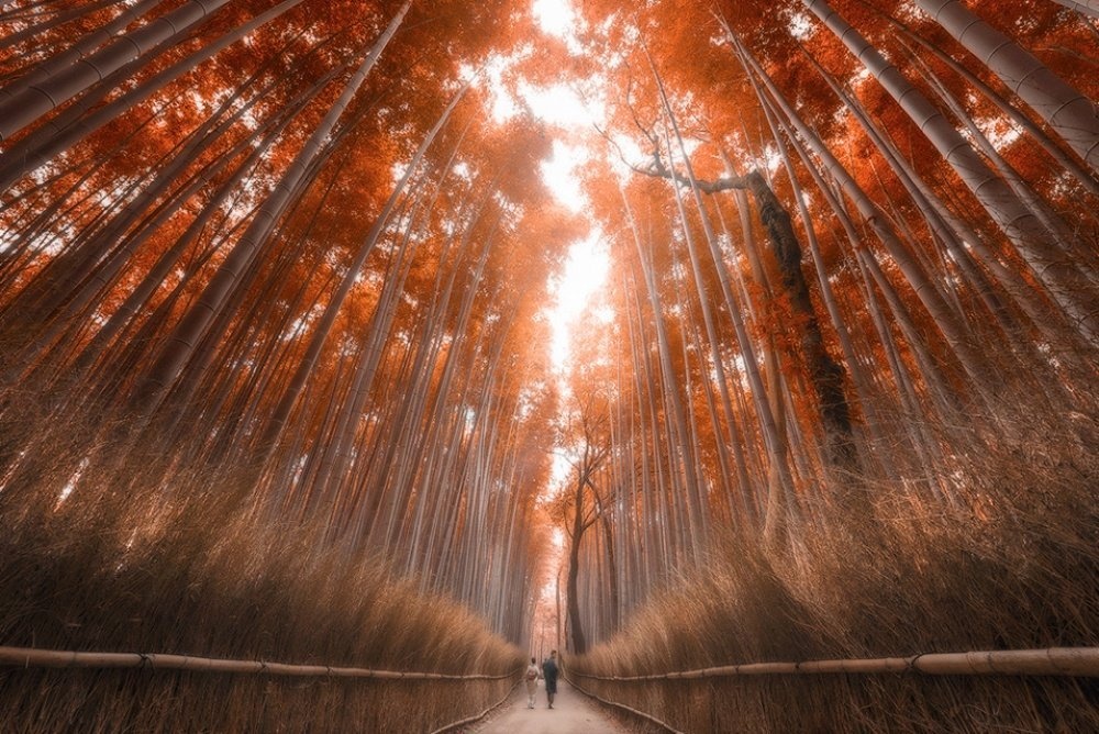 Rừng tre Kyoto tuyệt diệu của Nhật Bản.