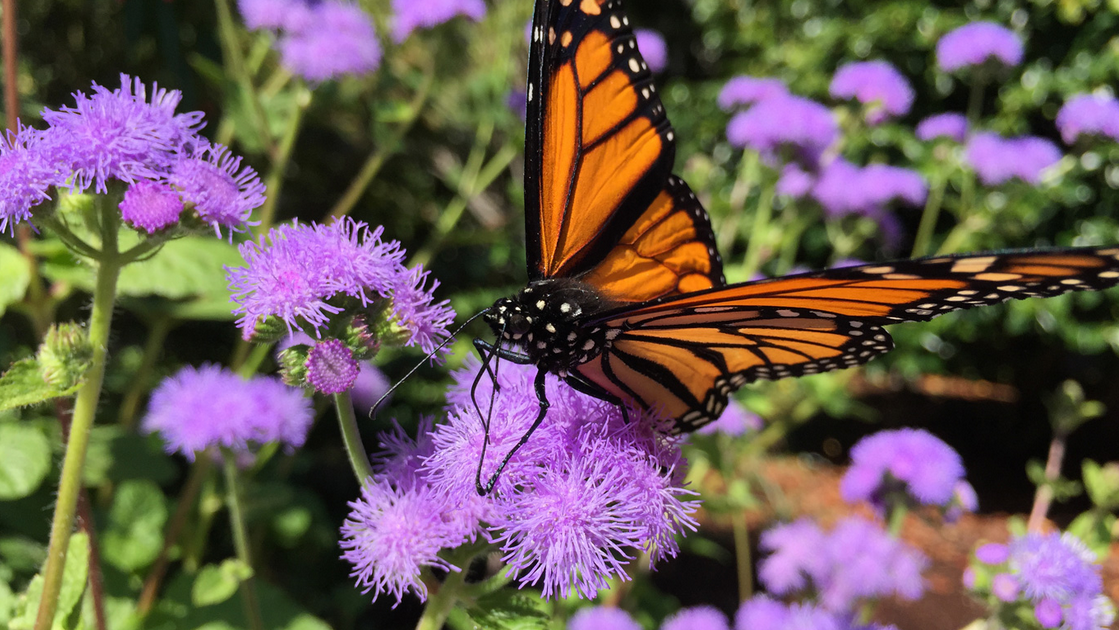 Apple cũng trang bị vi xử lý ảnh mới, giúp cho ảnh chụp từ bộ đôi iPhone mới đẹp hơn.