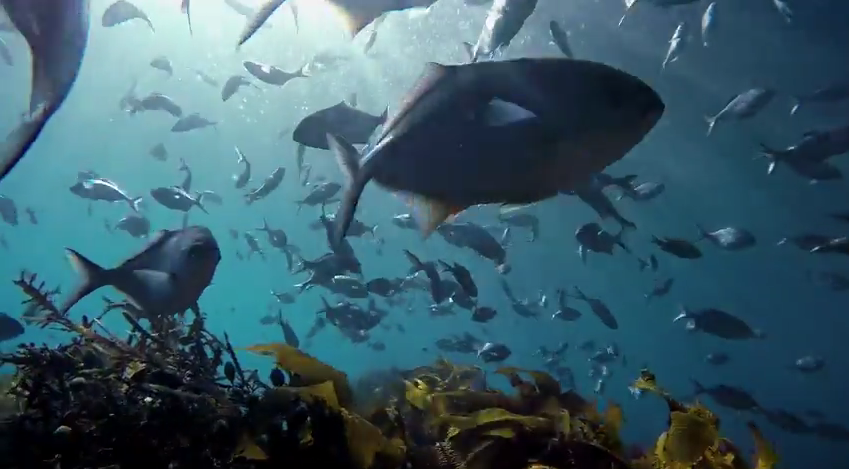 Video 4K quay bang dong may quay Hero4 cua GoPro hinh anh