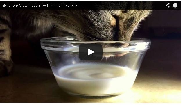 Meo uong sua hinh anh