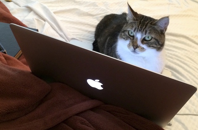 Những chú mèo thường tìm hơi ấm từ laptop và các thiết bị điện tử.