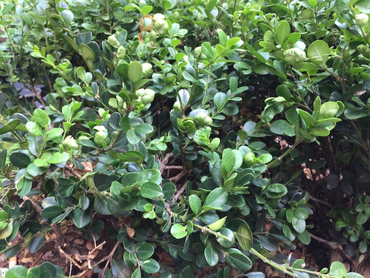 Hình chụp bằng iPhone 6 Plus. Ảnh: Business Insider.