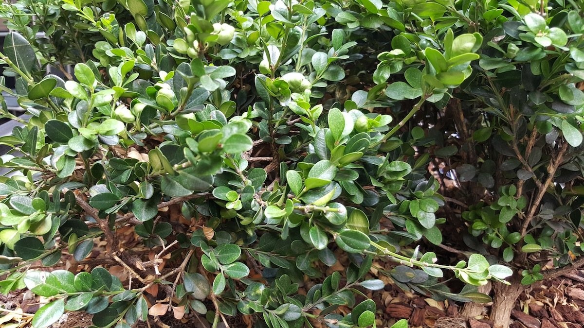 Hình chụp bằng Galaxy Note 5. Ảnh: Business Insider.