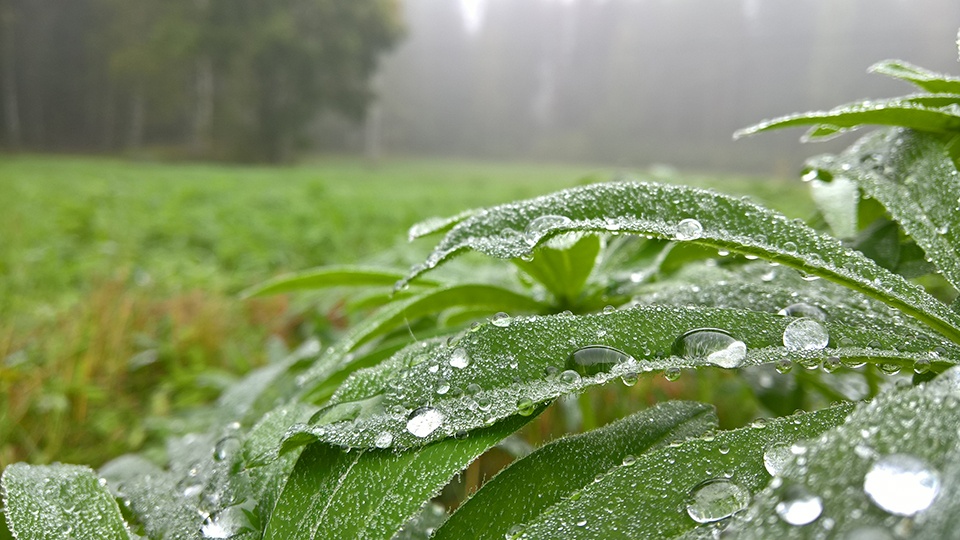 Microsoft vừa đăng tải những tấm ảnh chụp bằng Lumia 950 XL, qua đó giới thiệu về camera trên bộ đôi di động mới trình làng. Tương tự các smarpthone cao cấp trước đó của hãng, tính năng chụp ảnh được coi là điểm nhấn của Lumia 950 và 950 XL. 