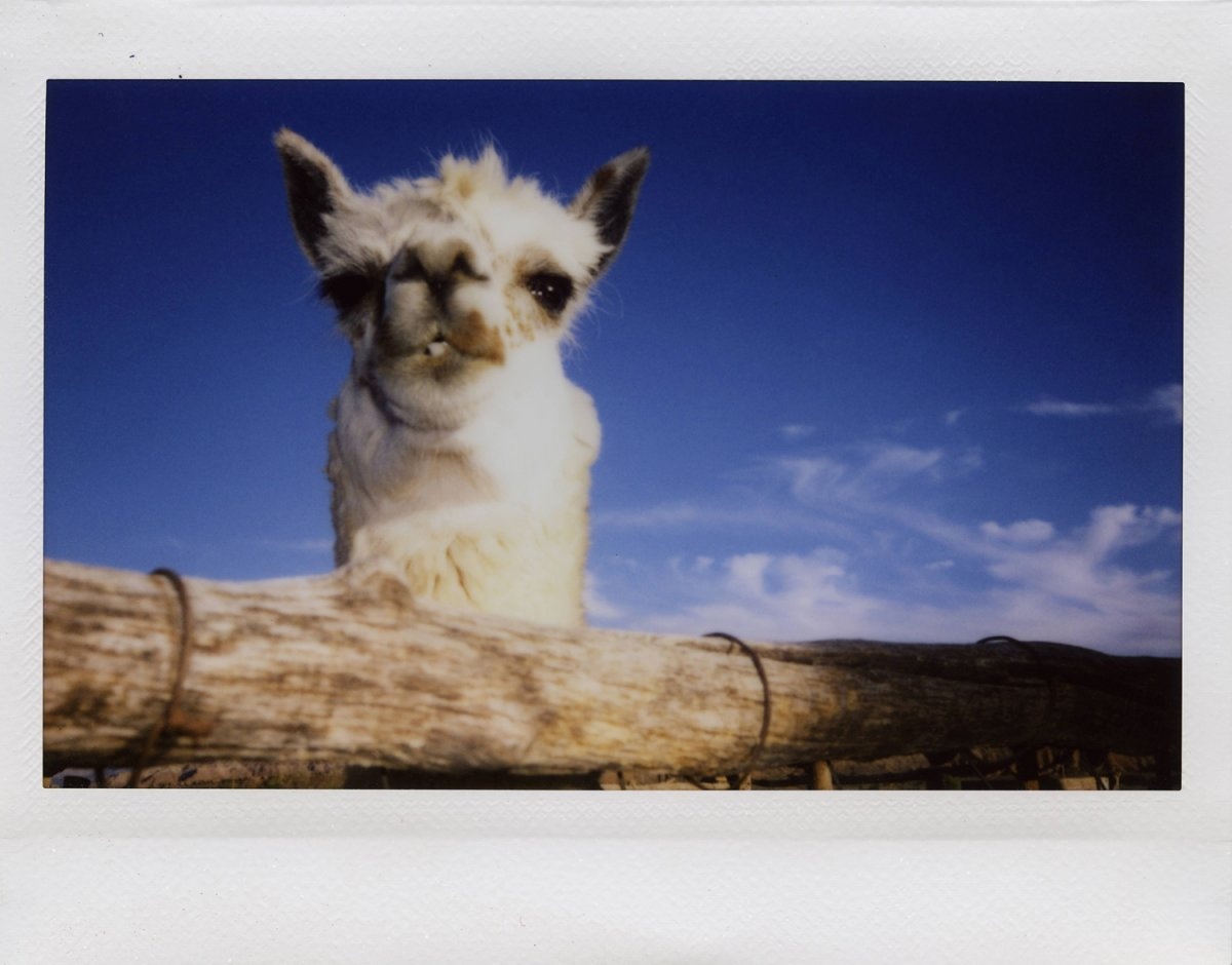 Huey giúp cậu con trai sắp xếp lại bộ sưu tập của mình theo những chủ đề liên quan.