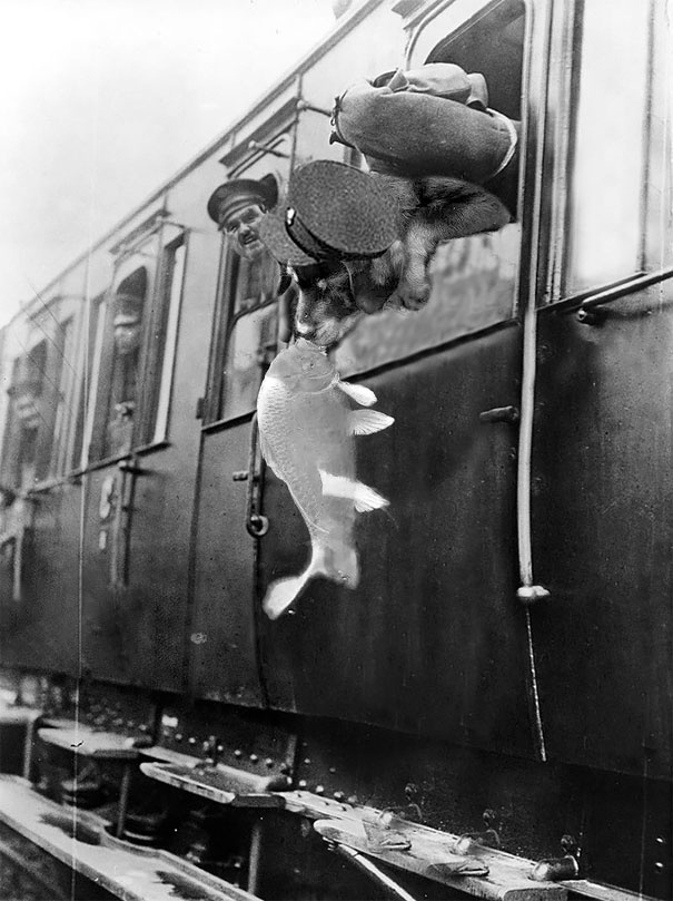 Nụ hôn chó – cá nổi tiếng trên Internet ảnh 3 Nu hon cho – ca noi tieng tren Internet anh 3