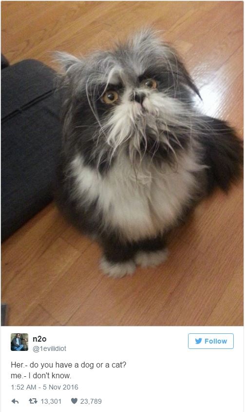 buc anh cho lai meo anh 1