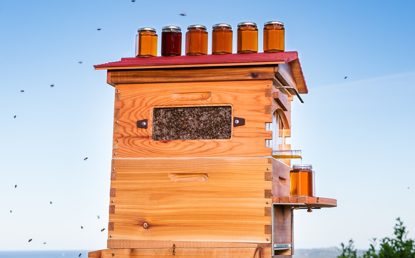 Thiet bi giup lay mat ong khong can pha to hinh anh