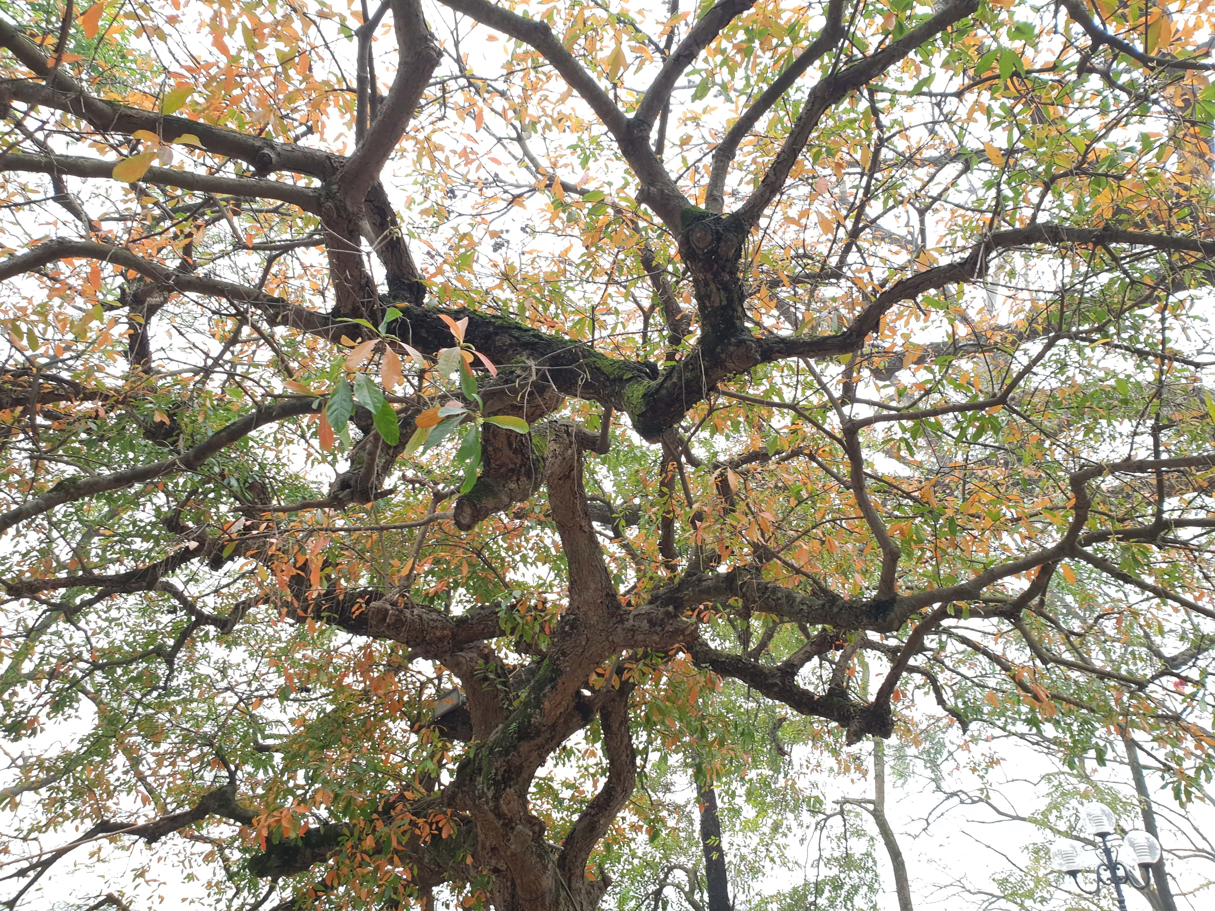 danh gia camera S9 anh 4