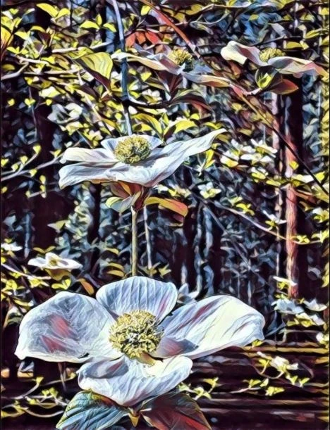 app chup anh dep nhat,  app dien thoai chup anh anh 6