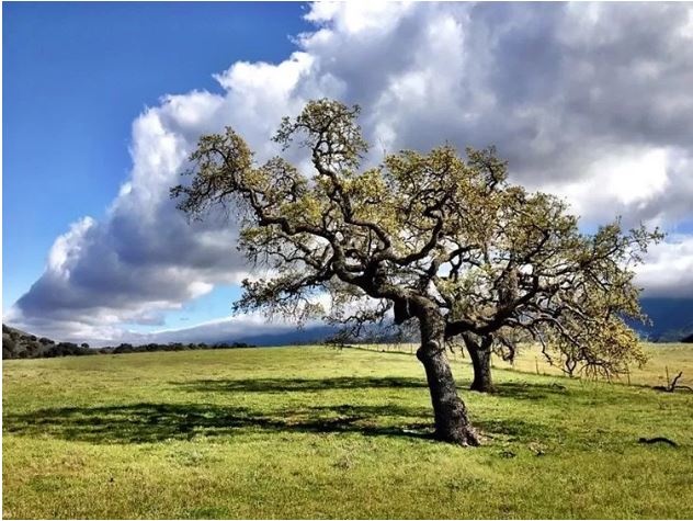 app chup anh dep nhat,  app dien thoai chup anh anh 1