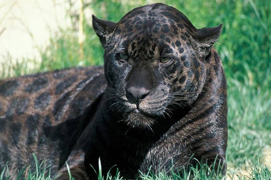 bị báo tấn công khi chụp ảnh selfie ảnh 1 bi bao tan cong khi chup anh selfie anh 1