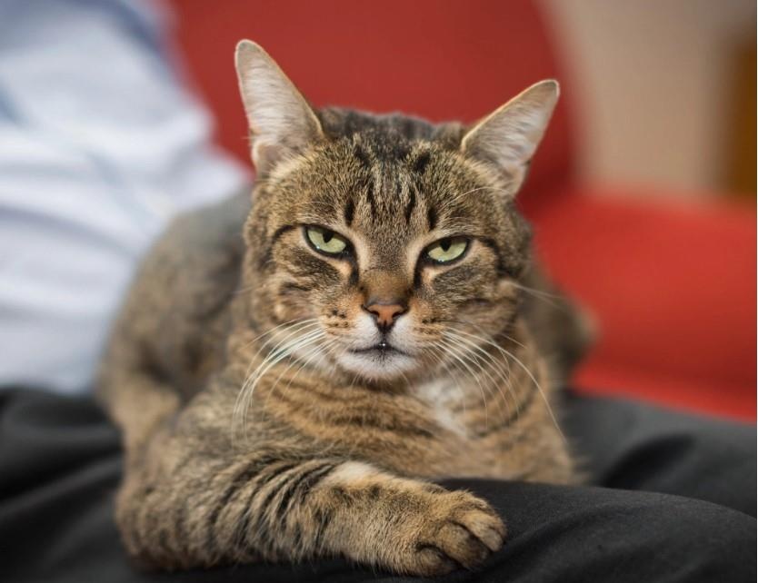 Bi ky luat vi cuu meo, nhan vien Verizon duoc dan mang tang 10.000 USD hinh anh