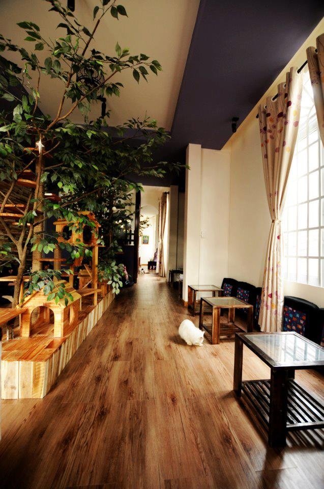 Ảnh: Ailucat Cafe